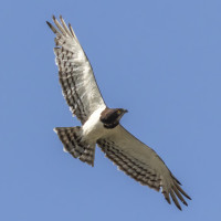 Black-chested Snake Eagle